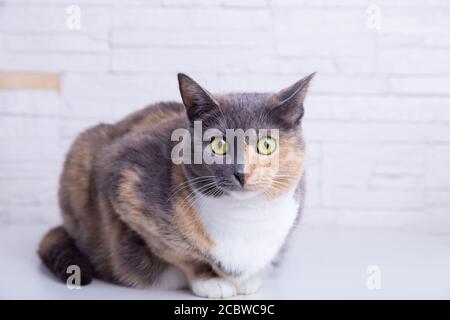 Domestic tricolor (white, gray, red) mestizo cat with yellow-green eyes against a white wall. Close-up. Stock Photo