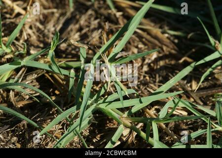 Acrida ungarica is a species of grasshopper, commonly known as the  cone-headed grasshopper, nosed grasshopper, Mediterranean slant-faced grasshoper Stock Photo