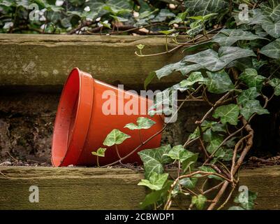 An overturned plastic flower pot on wooden steps with green ivy. Stock Photo