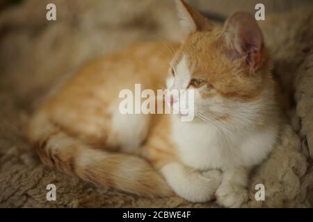 cute fluffy ginger white cat rest in the bed Stock Photo