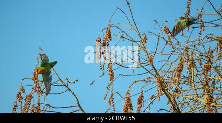 Rosy faced lovebird or Agapornis roseicollis also known as rosy collared or peach faced love bird perched Stock Photo