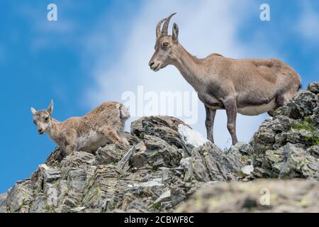 Mother and son, portrait of Ibexes mountains (Capra ibex) Stock Photo