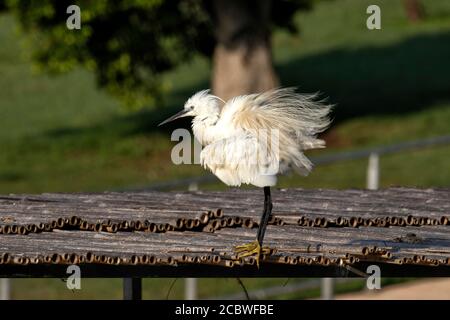 White little heron close-up cleaning feathers standing on a bamboo pier Stock Photo