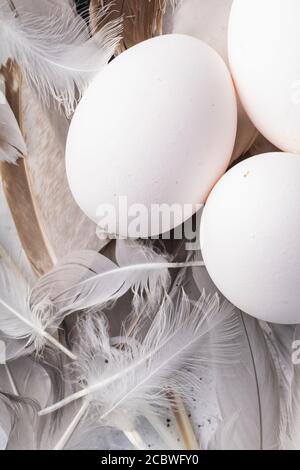 selective focus, fresh white chicken eggs in lots of bird feathers Stock Photo