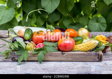 Organic fresh vegetables in a wooden box. Harvest from the garden. Stock Photo