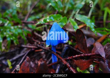 Blue mushroom from New Zealand. The technical name is Entoloma Hochstetteri. On Te Araraoa Track, Northland. Stock Photo