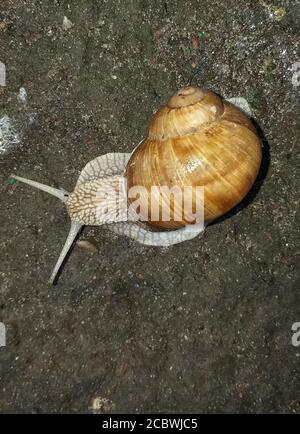 snail crawls on the wet asphalt Stock Photo