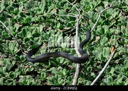 Southern black water snake sunning in the Corkscrew Swamp Sancutuary. Stock Photo