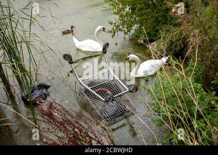 Swans Swimming in polluted waters Stock Photo