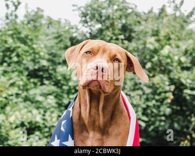 Lovable, pretty puppy of chocolate color. Closeup Stock Photo - Alamy