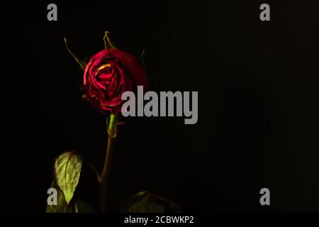 Withered red rose. Gothic background with copy space. Stock Photo