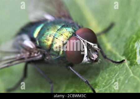 Green bottle fly close up focus on eyes Stock Photo