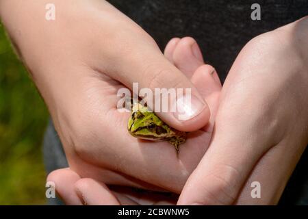 Child holds a small green water frog in his hands Stock Photo