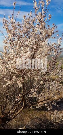 Almond flower trees at spring. Small tree with many flowers Stock Photo