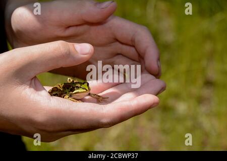 Child holds a small green water frog in his hands, with copy space Stock Photo