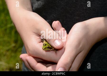 A child holds a small green water frog in his hands, in the nature and with copy space Stock Photo