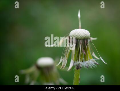 Single stem of the wild officinal plant of the dandelion, flower with seeds with the typical umbrella shape Stock Photo