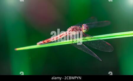 macro photo of a colorful dragonfly on a leaf. gracious and fragile flying predator with large wings and big eyes, odonata insect living in a pond Stock Photo