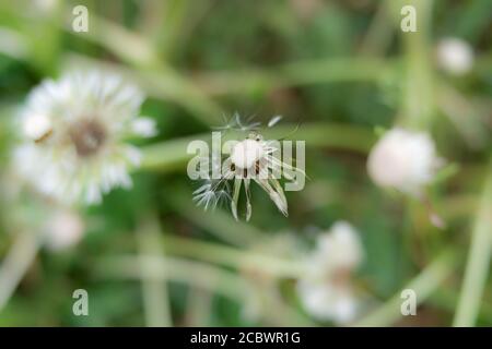 Single stem of the wild officinal plant of the dandelion, flower without seeds with the typical umbrella shape Stock Photo