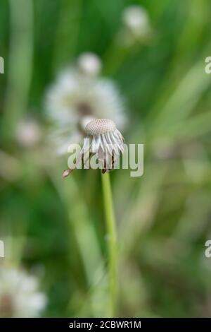 Single stem of the wild officinal plant of the dandelion, flower without seeds with the typical umbrella shape Stock Photo