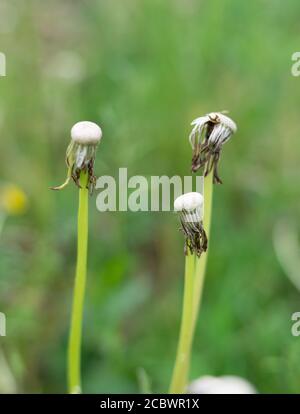 Three stems of the wild officinal plant of the dandelion. Withered flowers  without seeds. Green meadow in the background Stock Photo