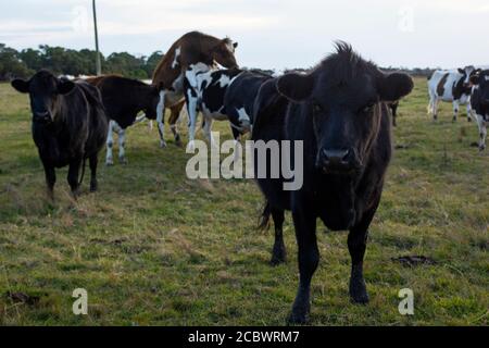 Portrait of a black cow in the field with more cows in the background Stock Photo