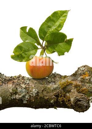 ripe apple on a tree branch isolated on white background Stock Photo