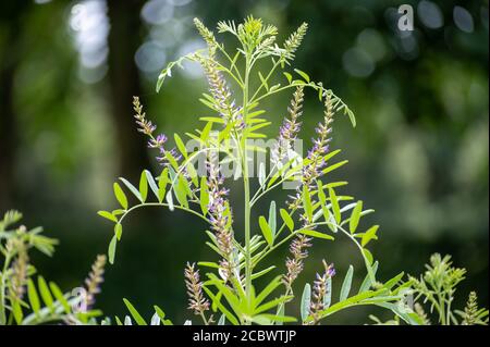 Botanical collection of medicinal and edible plants and herbs, Liquorice (or licorice, Glycyrrhiza glabra plant in summer Stock Photo