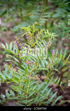 Botanical collection of medicinal and edible plants and herbs, Liquorice (or licorice, Glycyrrhiza glabra plant in summer Stock Photo
