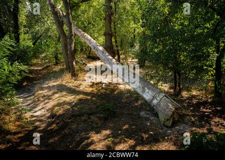 Trunk of a poplar tree broken by the wind, in the forest during a sunny summer day Stock Photo