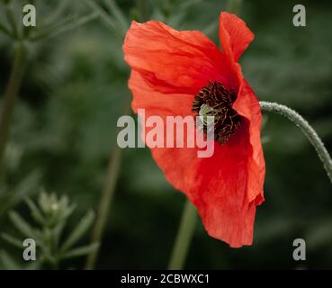 A side on view of the centre of a poppy flower (Papaver sp) growing peacefully in the greenery Stock Photo