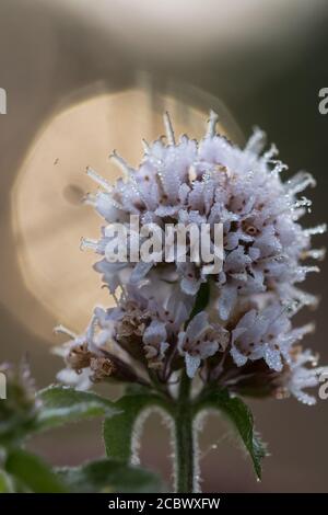 A pink water mint (Mentha aquatica) flower growing in the early morning light with the sun outlined behine Stock Photo