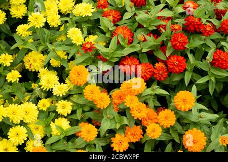 Zinnia hybrida Zahara Marylandica mixed flowers or mixed Zinnia Bright Orange and Zinnia Zahara Double Fire and Yellow Zinnia flowers top angle view Stock Photo