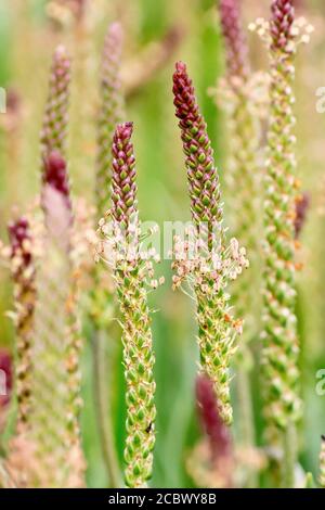 Sea Plantain (plantago maritima), close up showing two of the long thin flower heads in flower. Stock Photo