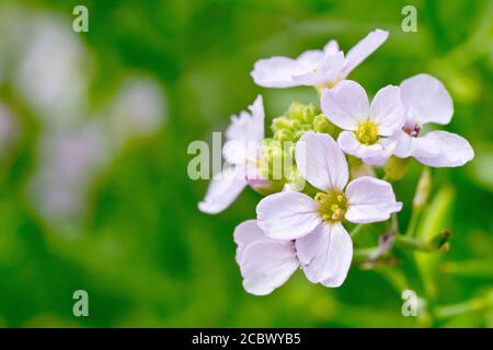 Sea Rocket (cakile maritima), close up of a single flower head, isolated against an out of focus background. Stock Photo