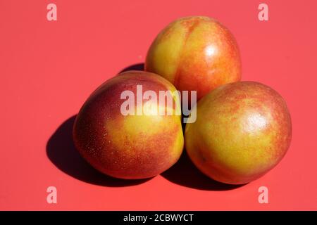 Three ripe nectarines on red background. Stock Photo
