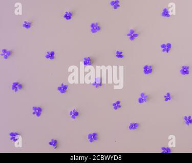 Flowers composition. Pattern made of wild small purple flowers on light purple background. Stock Photo