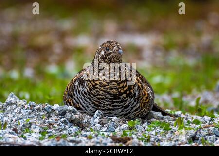 Female spruce grouse (Falcipennis canadensis) taking a sand bath in gravel Stock Photo