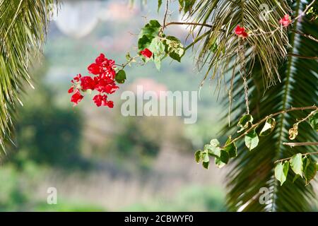 Red bougainvillea between palms Stock Photo