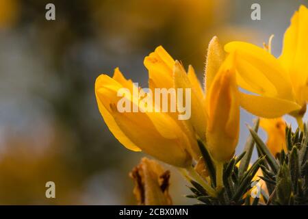 Close up image of the vivid yellow and orange gorse (Ulex europeaus) flowers in Sussex at Peterfield heath