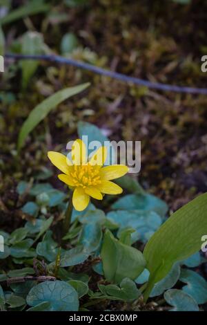 first spring flower - Ranunculus ficaria in the wood Stock Photo - Alamy