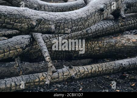 Fallen burned and charred trees after a fire in a pine forest Stock Photo