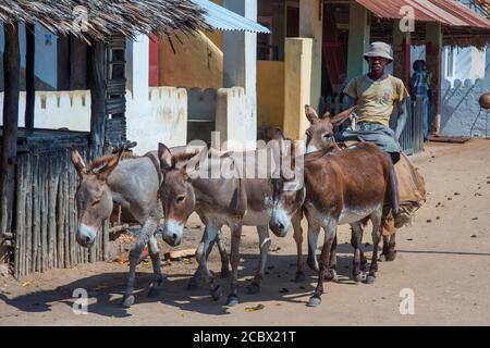 Man riding donkeys on the main street of Lamu town in Lamu Island, Kenya. Stock Photo