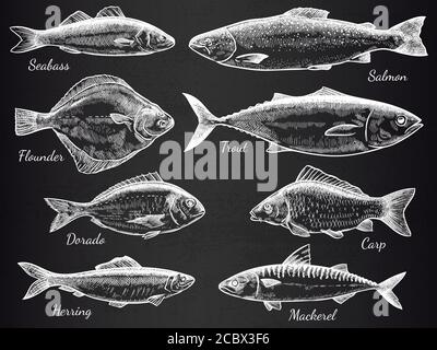 Hand drawn fish. Sketch various fish salmon and carp, mackerel, tuna, flounder, anchovy, gastronomy fishes on black vector set Stock Vector