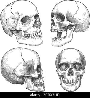 Sketch skull. Hand drawn anatomical skulls in different projection, monochrome tattoo artwork, anatomy face halloween horror vector elements Stock Vector