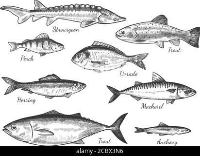 Easy drawing of different types of fish/ how to draw Aquatic animal -  YouTube