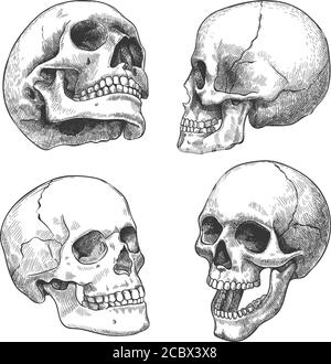 Hand drawn skull. Sketch anatomical skulls in different angles, gothic tattoo. Human skeleton dead head halloween engraving vector set Stock Vector