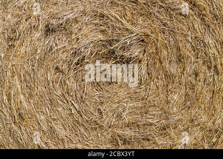 close up of a rolled hay bale Stock Photo