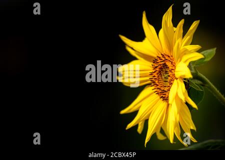 sunflower isolated on a black background Stock Photo