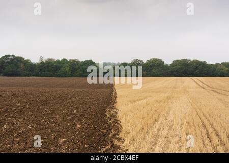 Brown ground in half ploughed field after harvest in late summer. Much Hadham, Hertfordshire. England. UK Stock Photo